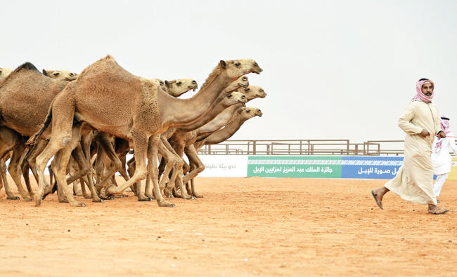 World’s biggest camel fest to attract about 2 million visitors | Arab News