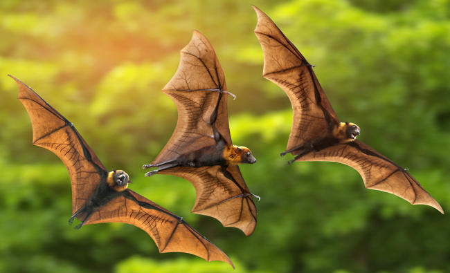Surprising bat genetic trait holds secrets of longevity | Arab News