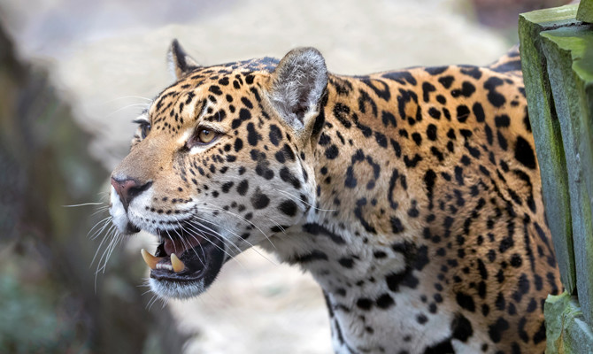 Eighth animal dies after jaguar escapes Audubon Zoo habitat | Arab News