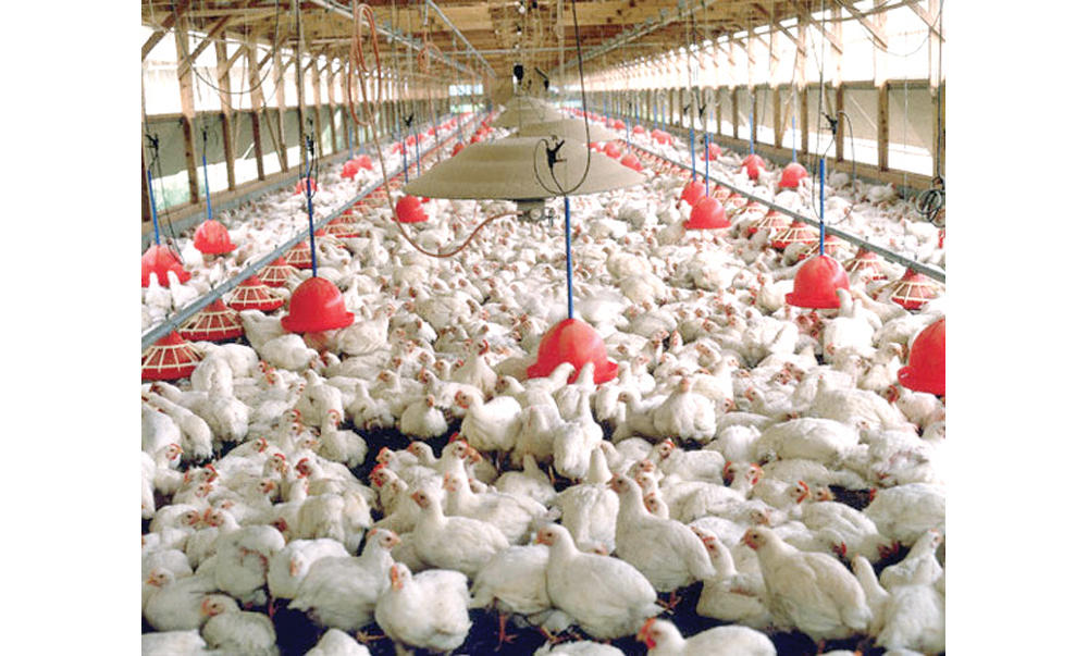 Saudi Arabia Bans Poultry Products From 6 Countries Arab News