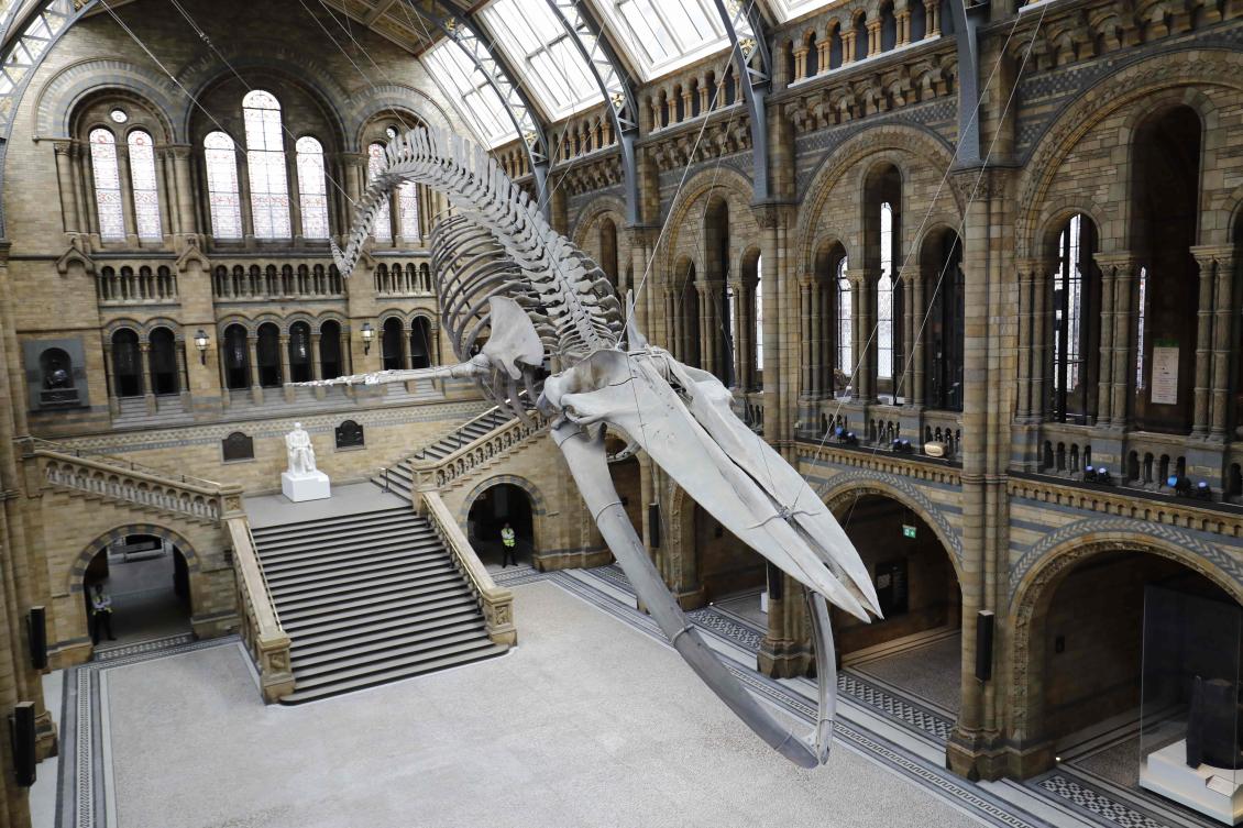 Blue Whale Skeleton displayed at London’s Natural History Museum | Arab ...