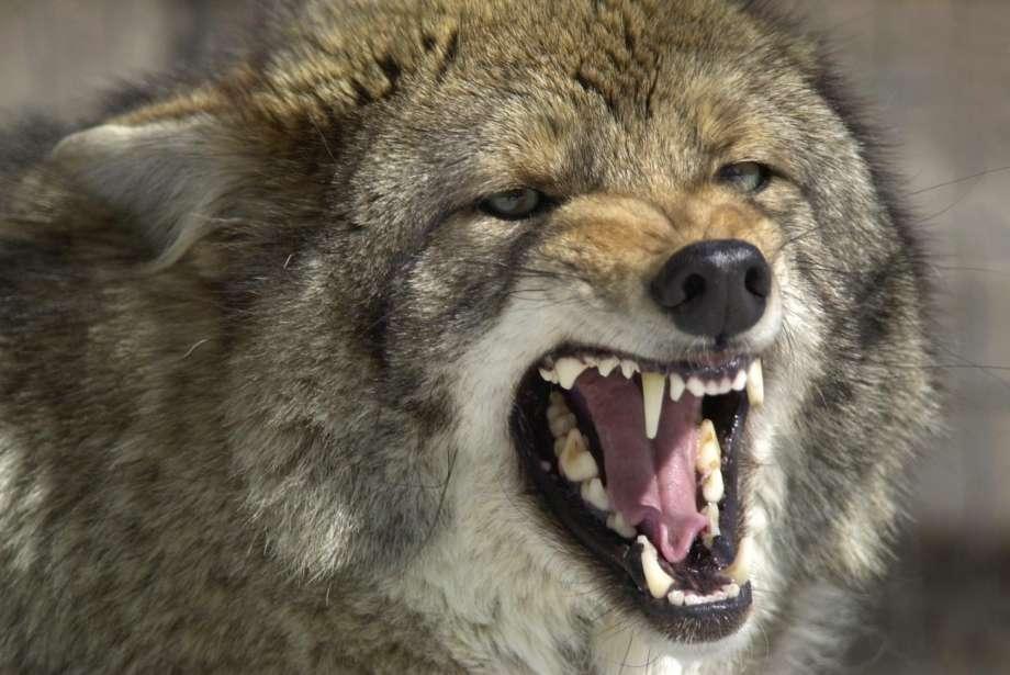 Coyote attacks grandmother in Taif | Arab News