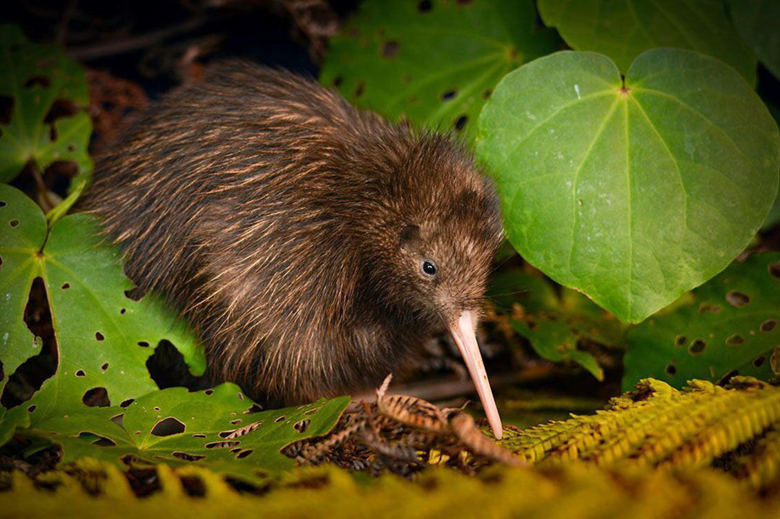 2 kiwi birds are rare bright spot in grim extinction report | Arab News