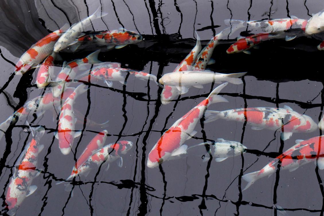 Koi Story Priceless Japanese Fish Make A Splash Arab News