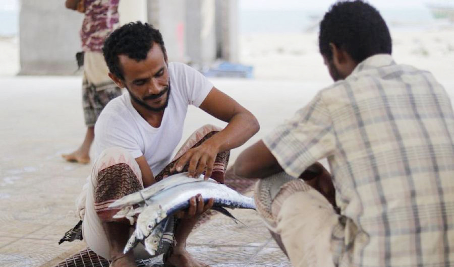 KSrelief is implementing the emergency agricultural livelihoods project for the most vulnerable families in six Yemeni governorates. (SPA)