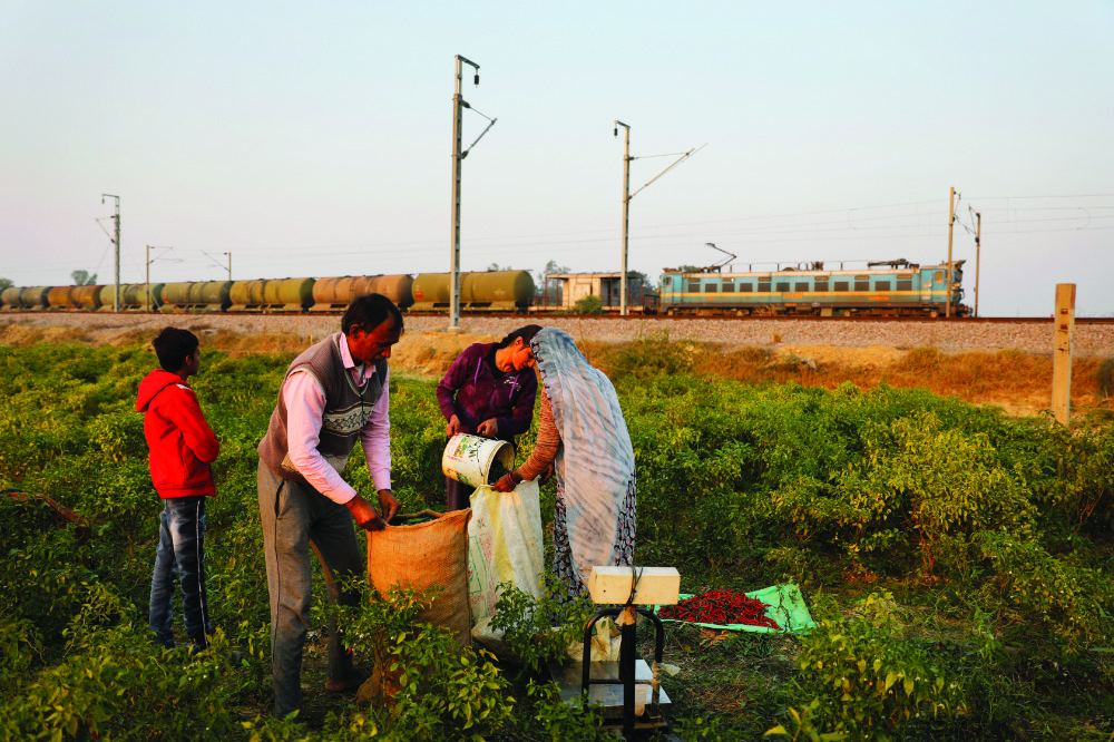 Ram Singh Patel’s family members help him to fill sacks of freshly yielded chillies at their farm in Fatehpur district, south of Lucknow, India. (AP)