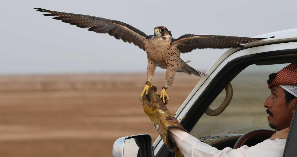Falconry is an important part of the cultural desert heritage of Arabs of Saudi Arabia and neighboring countries going back thousands of years. (SPA)