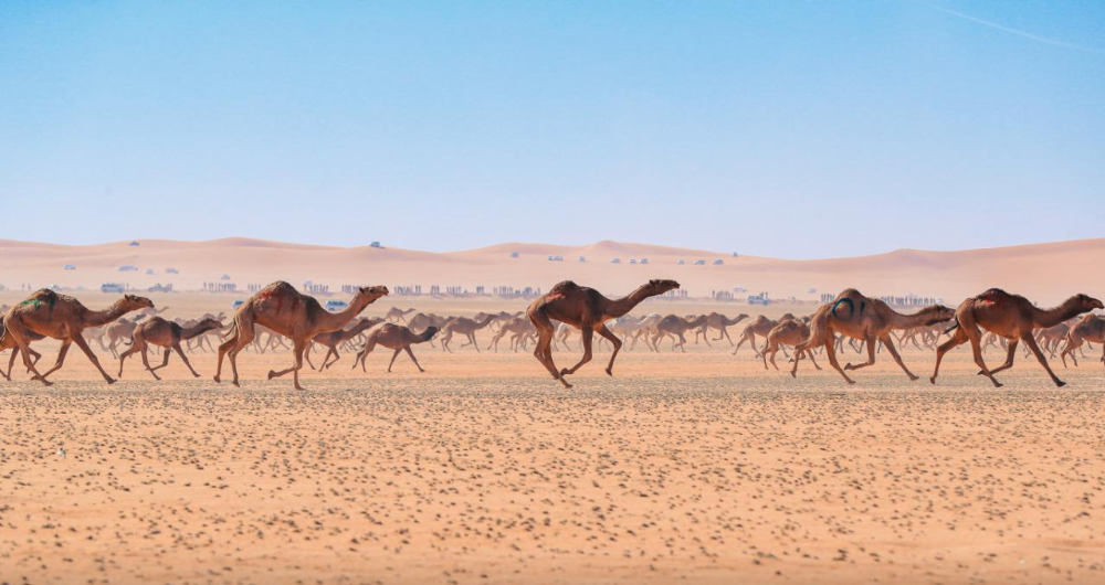The festival is an annual cultural, sports and entertainment event. It is accompanied by a series of cultural activities, racing competitions and camel beauty pageants.(King Abdul Aziz Camel Festival/File)