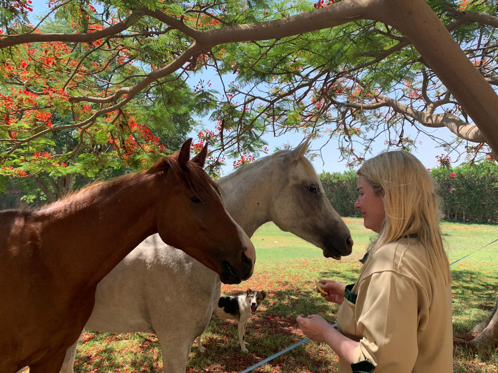 Jill Barton and her husband Warren setup Egypt Equine Aid (EEA), a non-profit organization that rescues horses, donkeys and mules from maltreatment and gives them a better life. (Supplied)