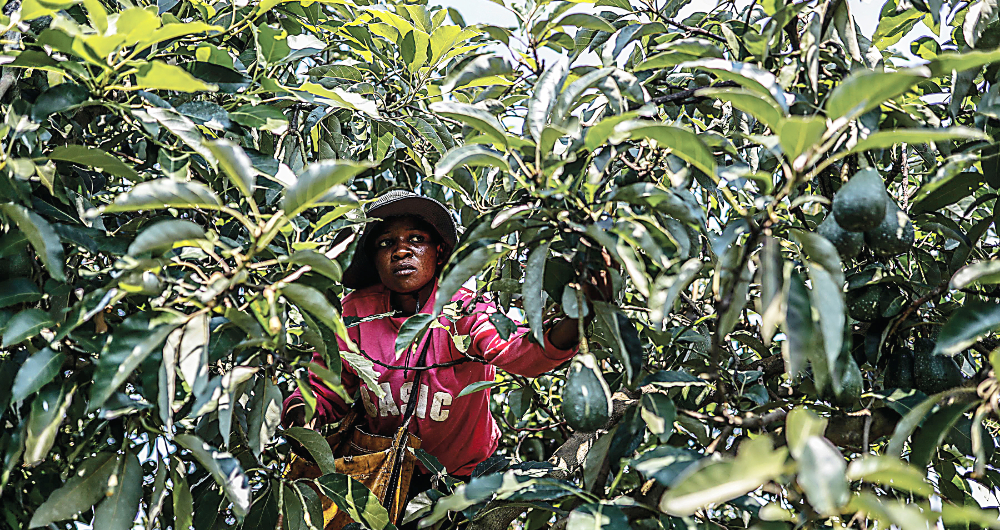 A worker picks avocados from a tree in Tzaneen. Faced with a growing frequency of avocado raids, farmers in South Africa have invested heavily in fencing and private security. (AFP)