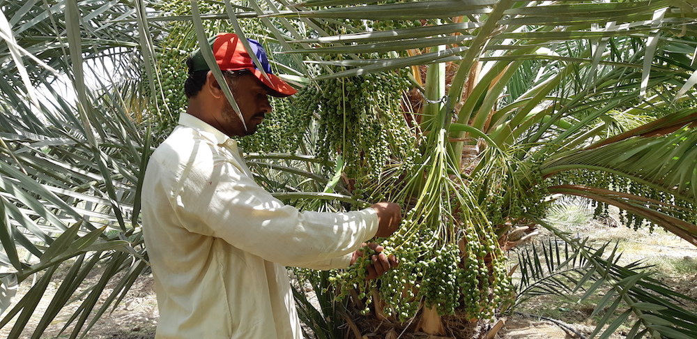 A gardener works at a dates farmhouse at Kot Dijji in Pakistan’s Khairpur district. (AN photo by Zulfiqar Kunbhar)