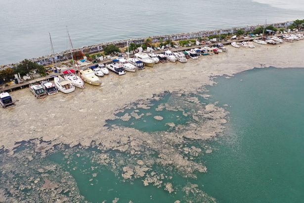 A mucus-like substance known as “sea snot” is blanketing the shores near Istanbul after covering huge areas of the Marmara Sea. (Reuters/File Photo)