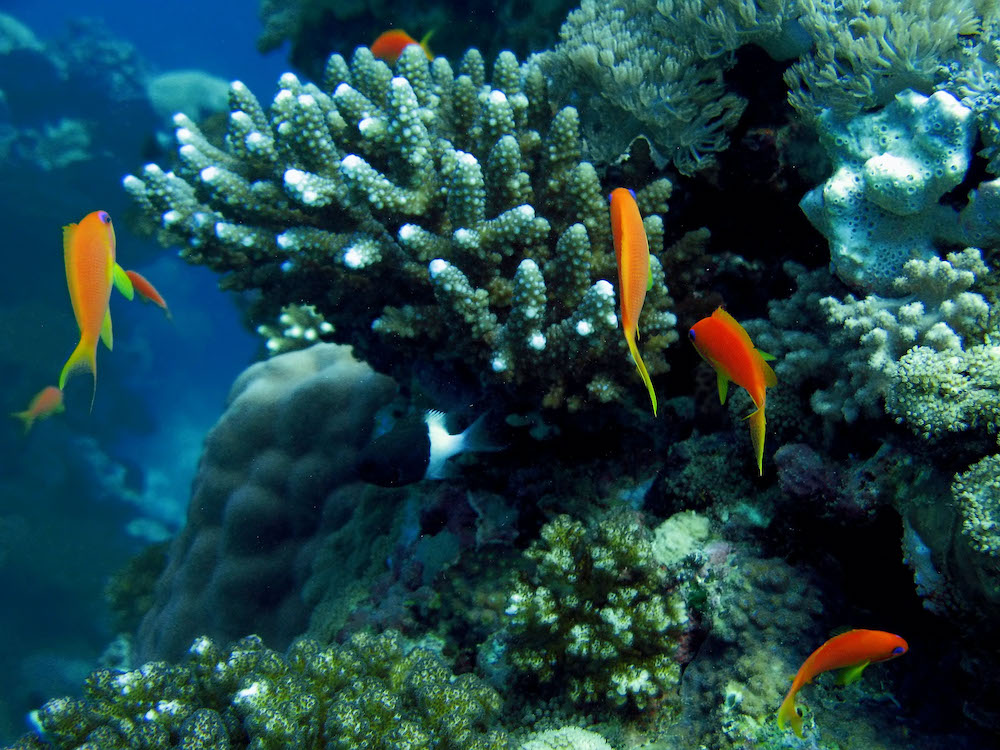 A picture shows coral reefs at the Obhor coast, 30 km north of the Red Sea city of Jeddah. (File/AFP)