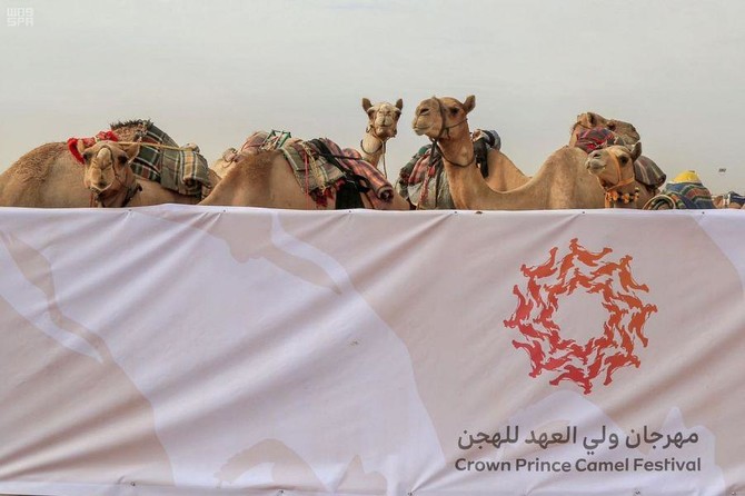 The Third Crown Prince Camel Festival will kick off in Taif, Saudi Arabia, on Aug. 8. (File/SPA)