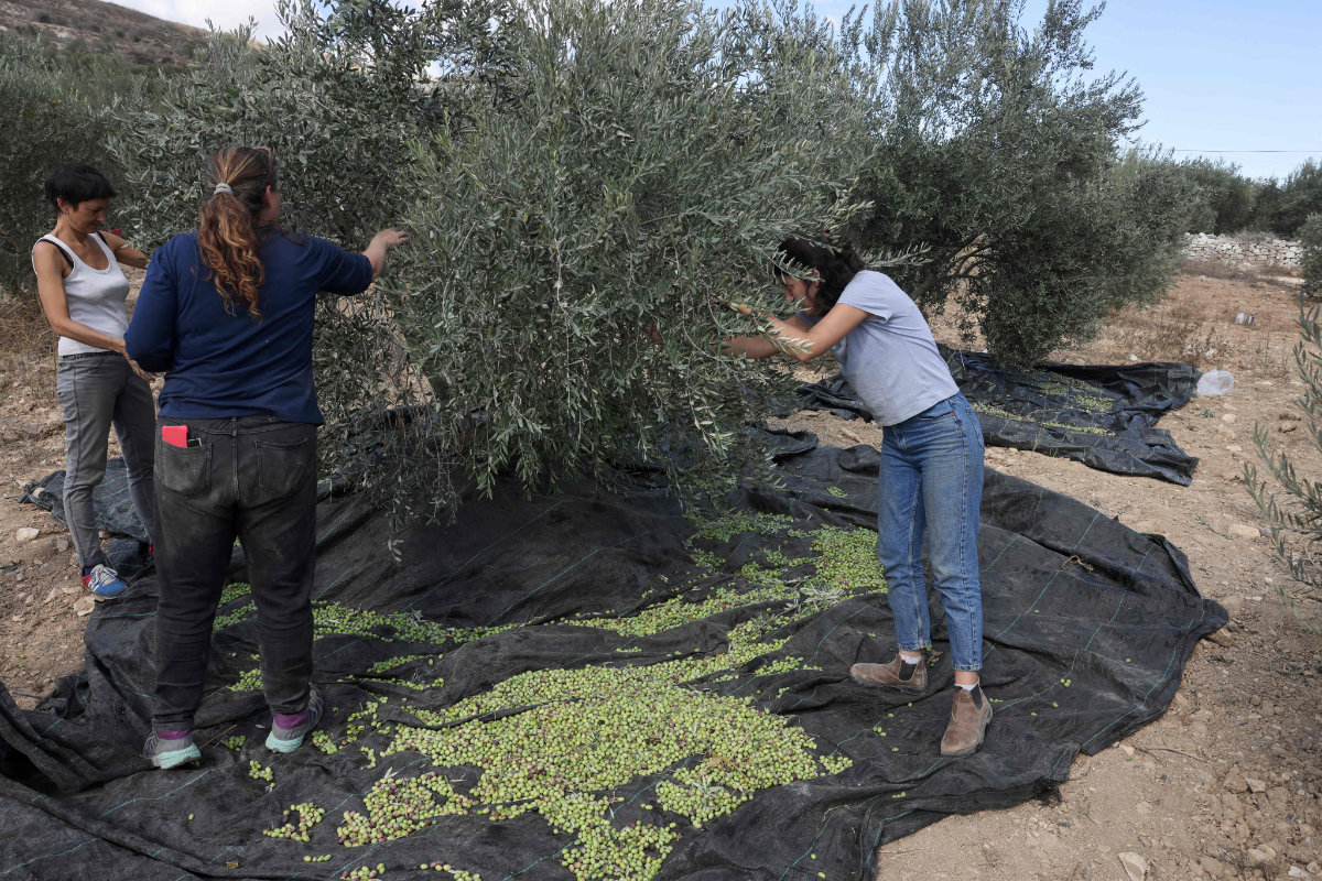 Israeli activists of the Rabbis for Human Rights organization help Palestinian farmers harvest their olive trees in Burin village in the occupied West Bank, on Oct.19 2021. (Photo by Menahem Kahana / AFP) 