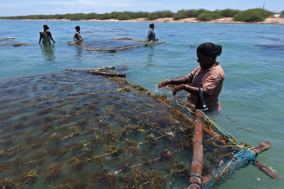 In this photograph taken on Sept. 24, 2021, a woman works on seaweed after harvesting from the waters off the coast of Rameswaram in India's Tamil Nadu state. (Photo by Arun Sankar/ AFP)