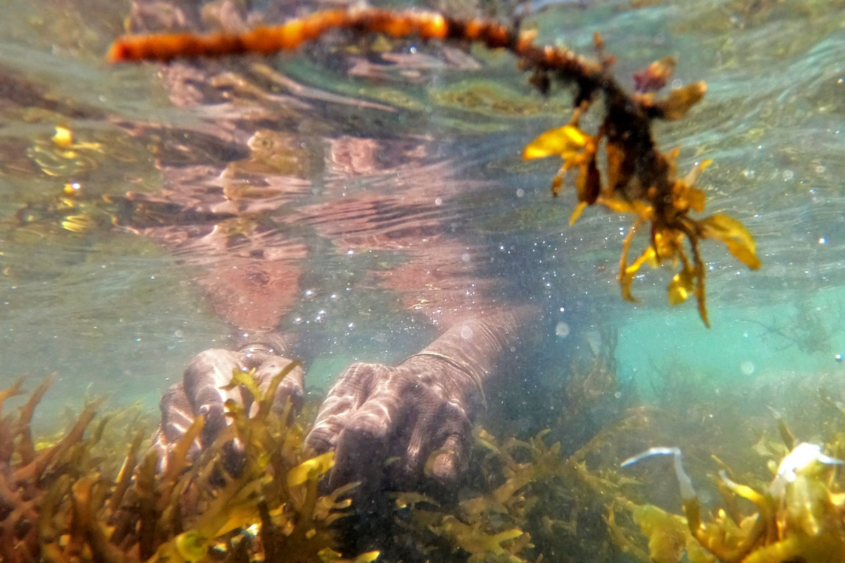 In this photograph taken on Sept. 24, 2021, a woman harvests wild seaweed in the waters off the coast of Rameswaram in India's Tamil Nadu state. (Photo by Arun Sankar/ AFP)