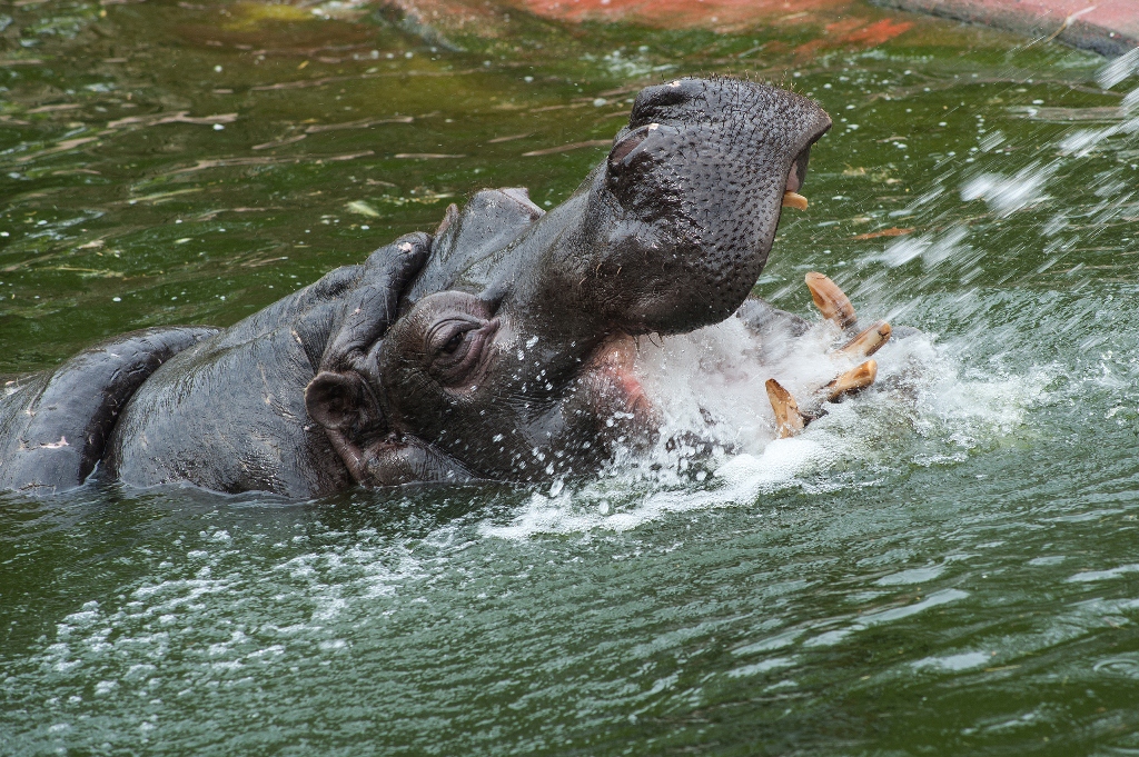 Belgian Zoo Hippos Test Positive For Covid | Arab News