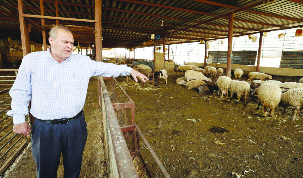 Mohammed Basheer tours his farm in the village of Wadi Al-Faraa after major foot-and-mouth outbreak hit West Bank. (AFP)