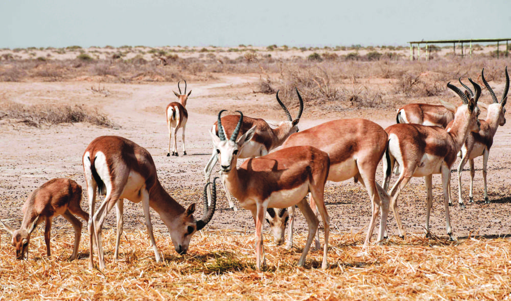 Rhim gazelles graze at the Sawa wildlife reserve in the desert of Samawa in Iraq’s southern province of Al-Muthanna. Gazelles at the Iraqi wildlife reserve are dropping dead from lack of food. (AFP)