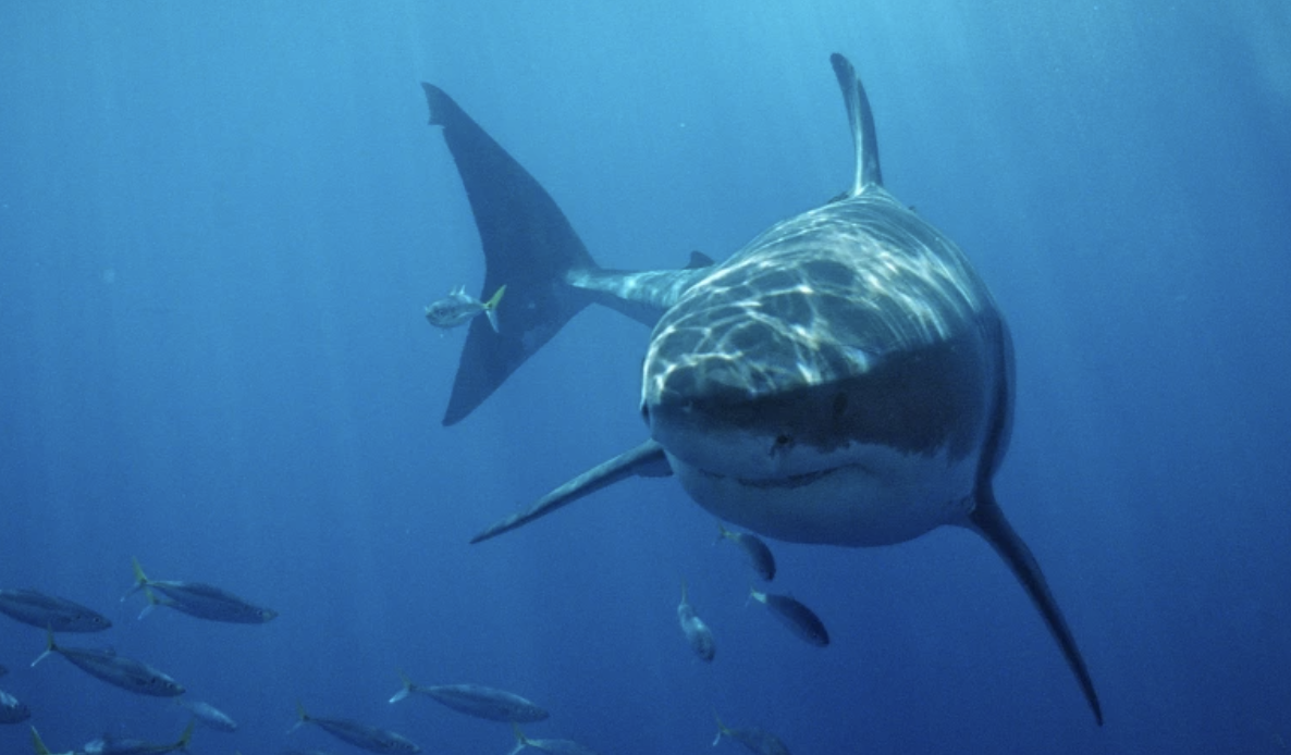 A shark incident that killed two tourists on the beaches of the Egyptian city of Hurghada has worried visitors. (Shutterstock)