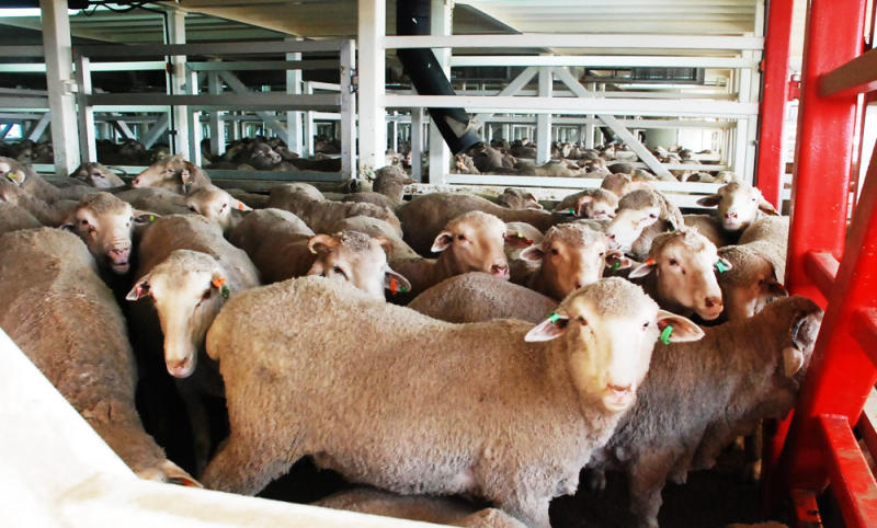 Saudi farm saves New Zealand’s sheep dairy industry from crisis | Arab News