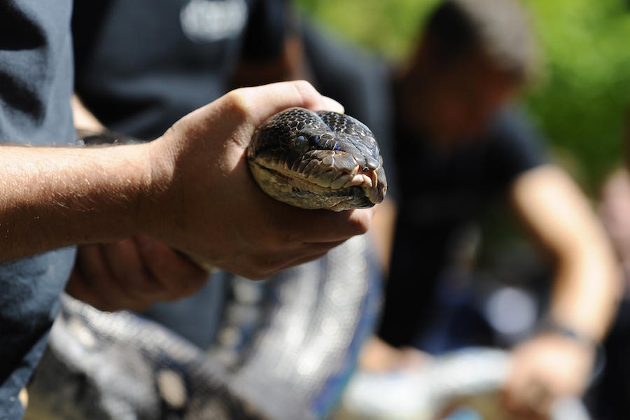 Indonesian Woman Swallowed By Giant Python | Arab News