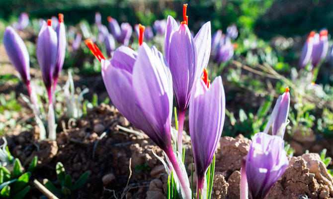 Moroccan Saffron Farmers Battle Knockoff Spices Arab News