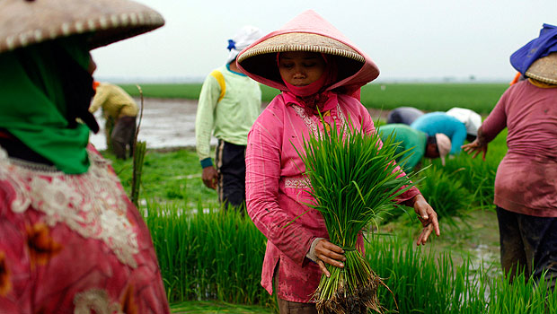 Dwindling rice surplus prompts price surge fears | Arab News