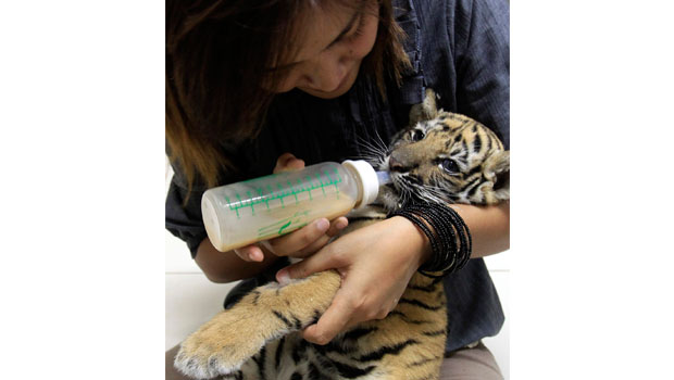 Baby tiger found stuffed in bag at Thai airport