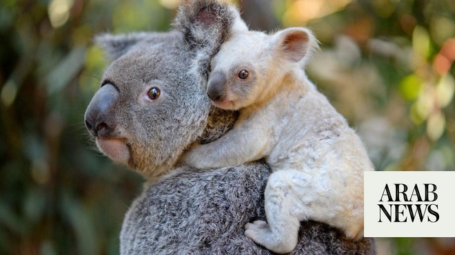 New Koala Family Member Debuts at Taipei Zoo