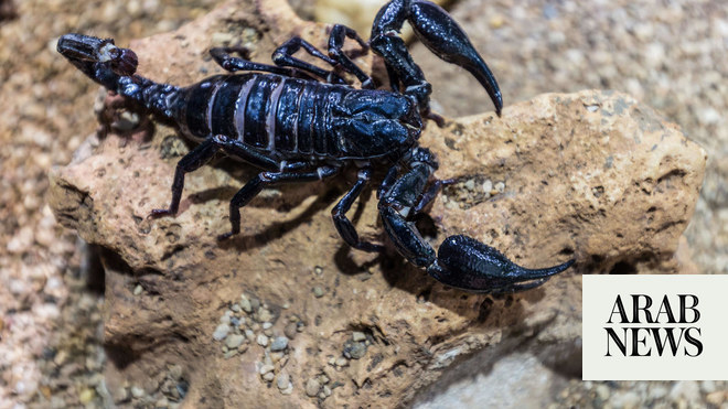 Black scorpion smuggling in Afghanistan is big business | Arab News