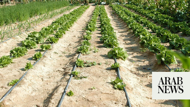 saudi-arabia-s-agricultural-subsidies-program-to-gain-from-digital