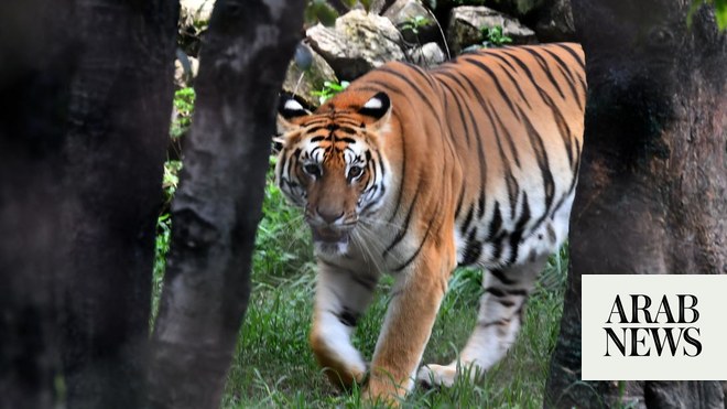 Fifth endangered Bengal tiger born in Cuban zoo