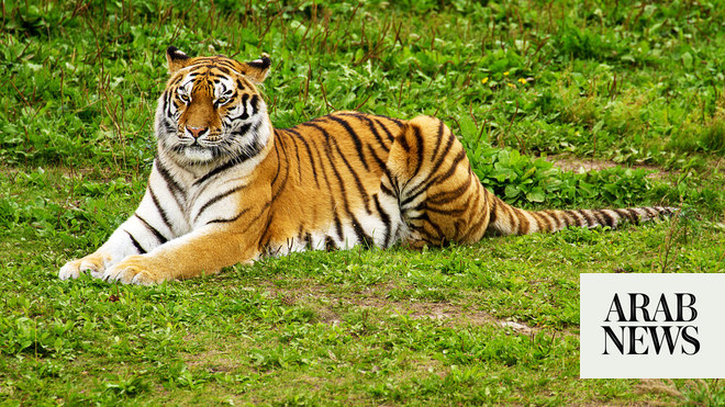 Fifth endangered Bengal tiger born in Cuban zoo