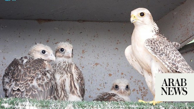 Saudi Falcon Auction Sees Ultra-White Hur Falcon Fetch $146,000