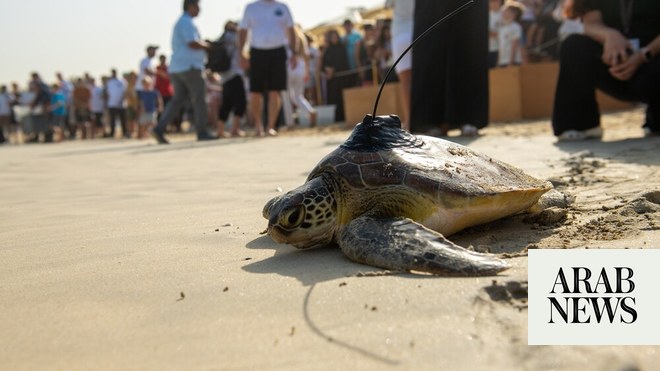 21 endangered turtles released into Arabian Gulf for World Sea Turtle ...