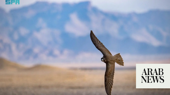 AlUla’s weather helped falcons shine at cup, winners say