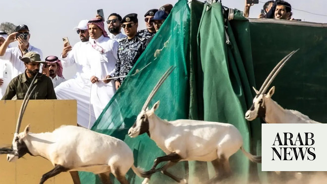 Endangered native animals released in Saudi reserve