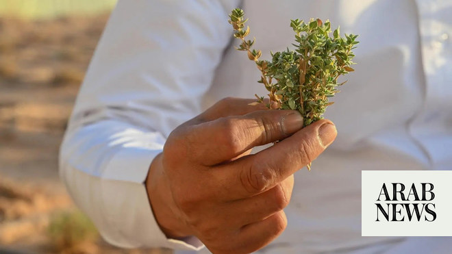 Arar thrives with endangered northern wild thyme cultivation