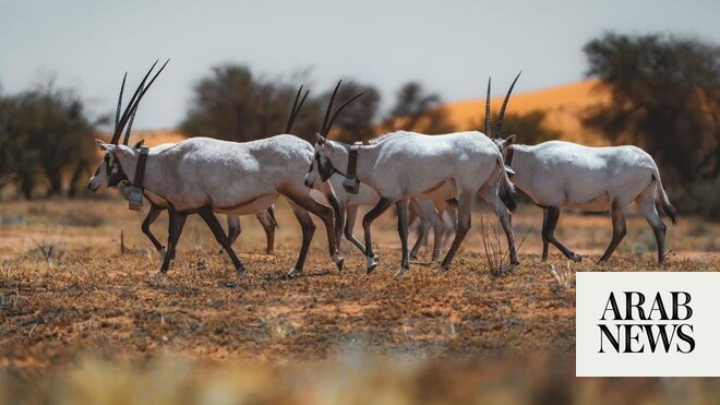 Saudi royal reserve to promote eco-tourism, highlight cultural heritage at Abu Dhabi expo