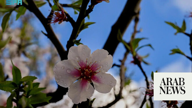 Al-Baha almond season flourishes with vibrant blooms