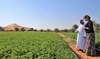 UAE launches program to make agricultural advisory services more efficient
