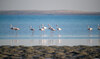 Why Saudi Arabia’s Farasan Islands are a haven for flamingos 