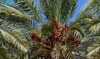 Boost for regional economy as AlUla’s palm farms produce over 100,000 tonnes of dates annually