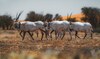 Saudi royal reserve to promote eco-tourism, highlight cultural heritage at Abu Dhabi expo