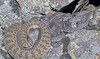 Newborn rattlesnakes at a Colorado ‘mega den’ are making their live debut