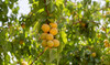 Al-Jouf: A fruitful fusion of local and global fruit production