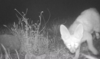 Rarely sighted Blanford’s fox caught on camera during UAE wildlife-mapping initiative