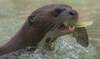 A river otter attacks a child at a Seattle-area marina